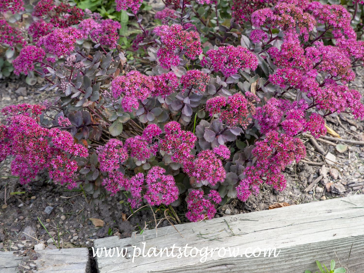 Sedum Dazzleberry (Hylotelephium) 
Growing in a raised full sun, dry bed. The foliage at this time is a darker purple.
